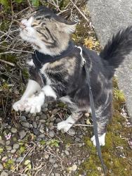 Lost Male Cat last seen Near n woolsey ave or columbia park and annex, Portland, OR 97203