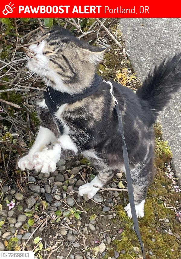 Lost Male Cat last seen Near n woolsey ave or columbia park and annex, Portland, OR 97203