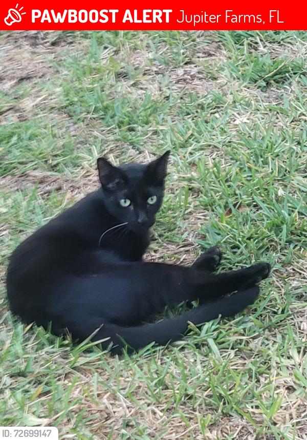 Lost Male Cat last seen 164th Ct N and 121st, Jupiter Farms, FL 33478