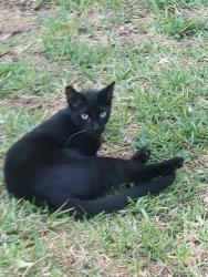 Lost Male Cat last seen 164th Ct N and 121st, Jupiter Farms, FL 33478