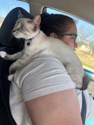 Lost Female Cat last seen Near chapman Amex lackland , San Antonio, TX 78227