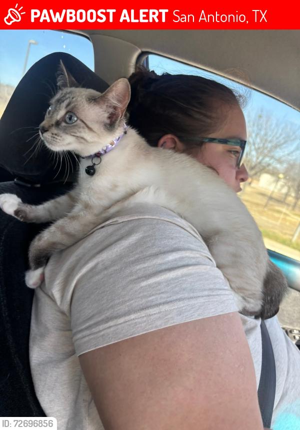 Lost Female Cat last seen Near chapman Amex lackland , San Antonio, TX 78227