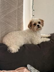 Lost Female Dog last seen E 146th and Bartlett , Cleveland, OH 44128