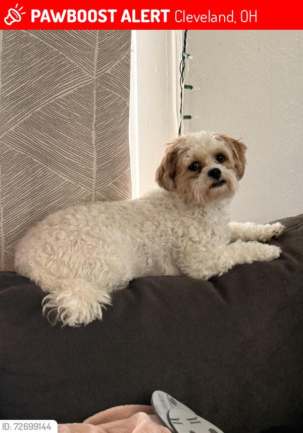 Lost Female Dog last seen E 146th and Bartlett , Cleveland, OH 44128