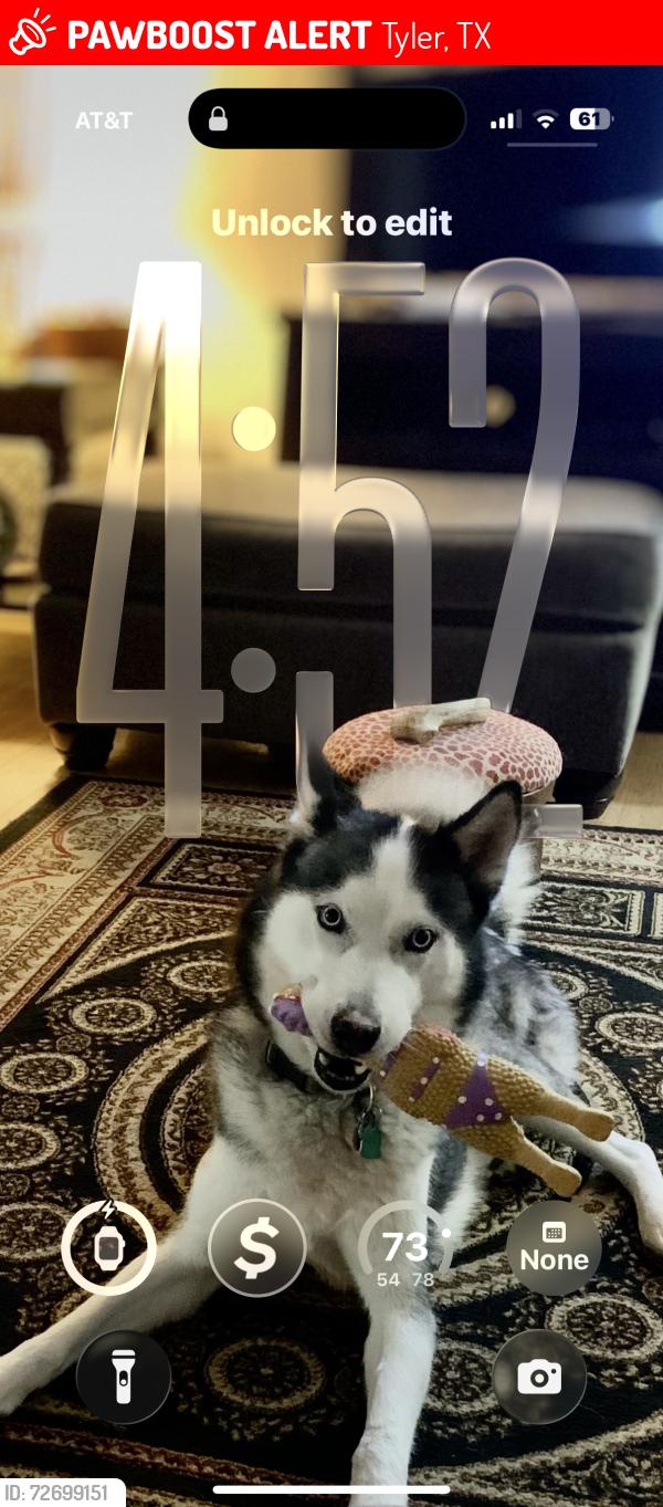 Lost Male Dog last seen Terilinga, Altamira , Tyler, TX 75701