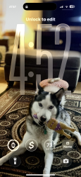 Lost Male Dog last seen Terilinga, Altamira , Tyler, TX 75701