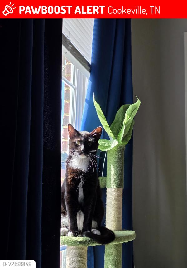Lost Male Cat last seen Near Bob Lynn Rd Apt A7, Cookeville, TN 38501
