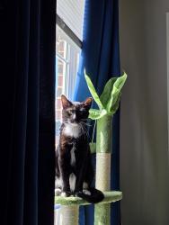 Lost Male Cat last seen Near Bob Lynn Rd Apt A7, Cookeville, TN 38501
