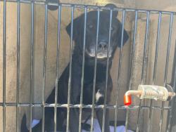 Shelter Stray Male Dog last seen Near BLOCK BRADYVILLE PK. - 3 DAYS, Murfreesboro, TN 37129