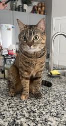 Lost Female Cat last seen Farm and Aliante, North Las Vegas, NV 89084
