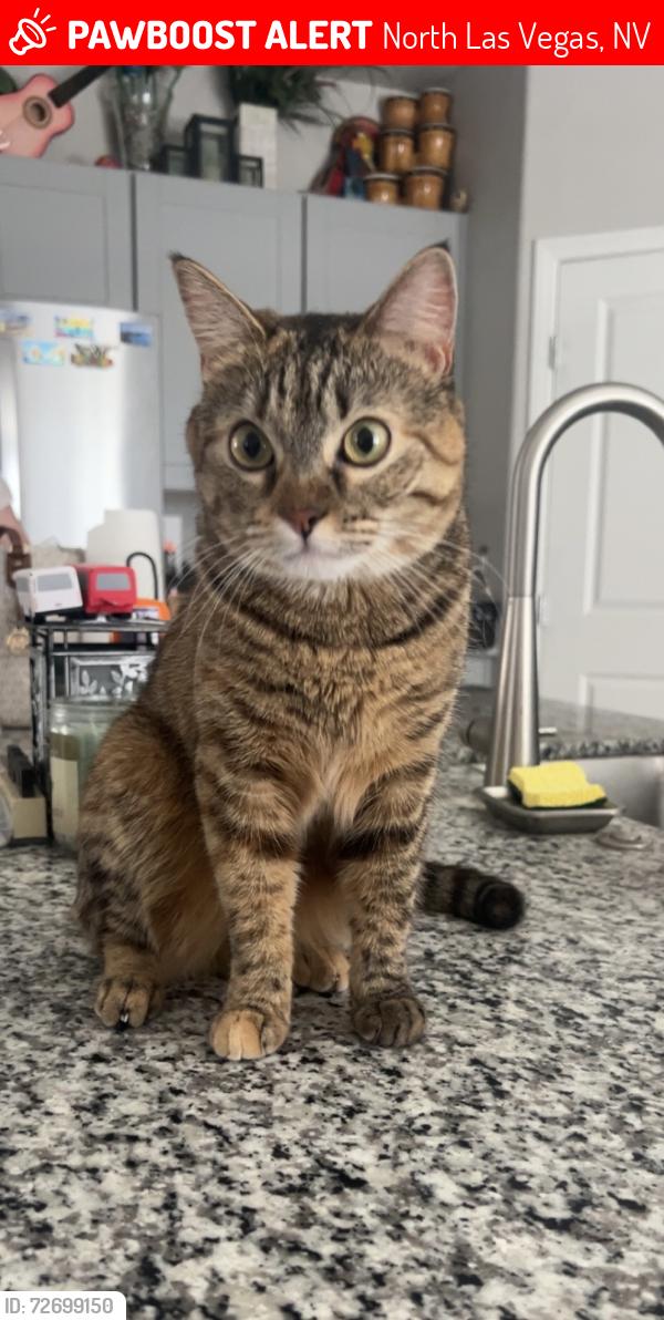Lost Female Cat last seen Farm and Aliante, North Las Vegas, NV 89084