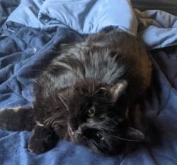 Found/Stray Unknown Cat last seen 117th and University Ave., Blaine, MN 55434
