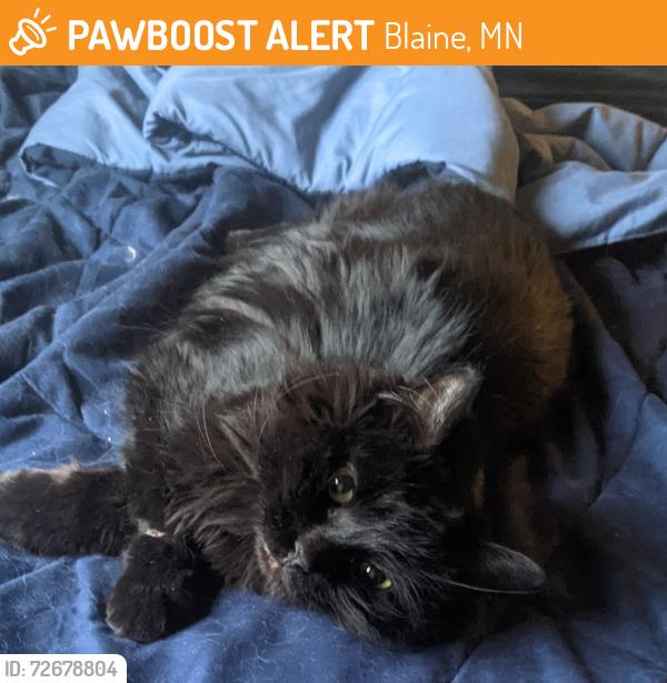 Found/Stray Unknown Cat last seen 117th and University Ave., Blaine, MN 55434