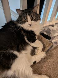 Lost Male Cat last seen Thornton drive, Newtown le Willows , Merseyside, England WA12