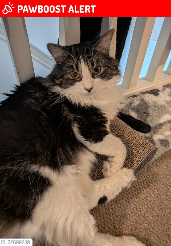 Lost Male Cat last seen Thornton drive, Newtown le Willows , Merseyside, England WA12