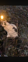 Found/Stray Unknown Cat last seen Archer ave, Willow Springs, IL 60480