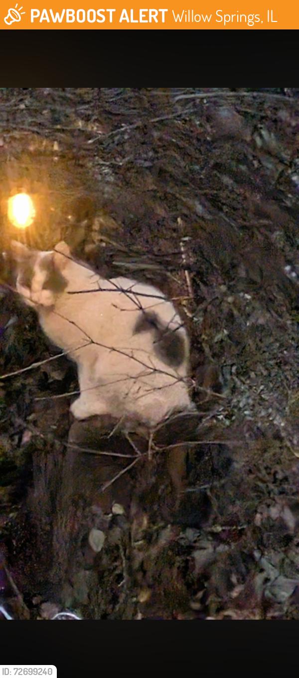 Found/Stray Unknown Cat last seen Archer ave, Willow Springs, IL 60480