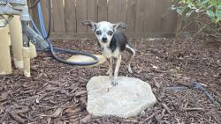 Found/Stray Female Dog last seen Bombili & Po River Way, Sacramento, CA 95834