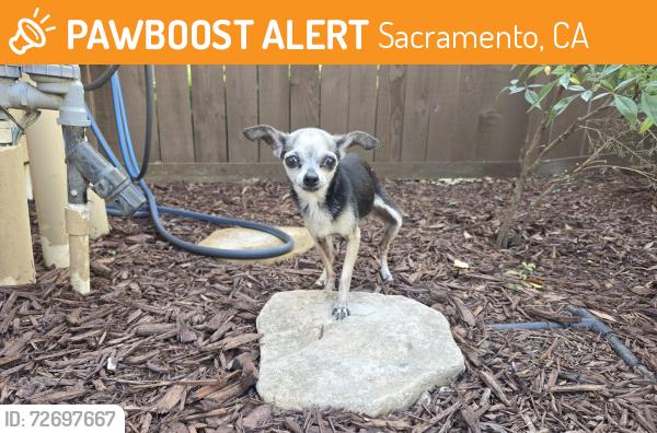 Found/Stray Female Dog last seen Bombili & Po River Way, Sacramento, CA 95834