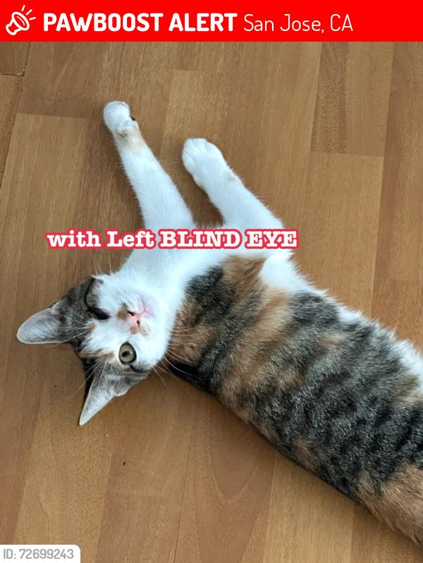 Lost Female Cat last seen Near CA, San Jose, CA 95133