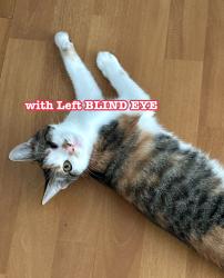 Lost Female Cat last seen Near CA, San Jose, CA 95133