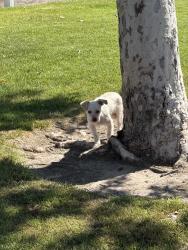 Found/Stray Unknown Dog last seen Mountain View Park in Eastvale, Eastvale, CA 92880