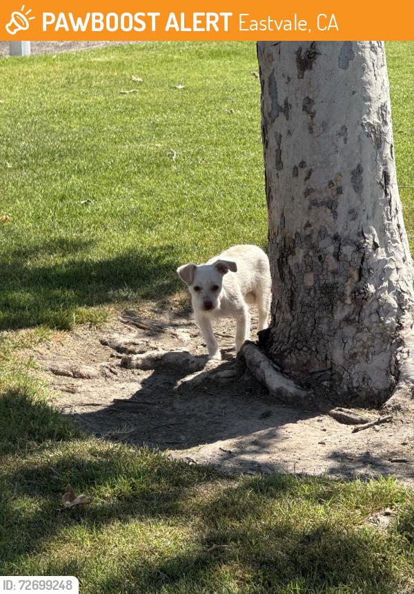 Found/Stray Unknown Dog last seen Mountain View Park in Eastvale, Eastvale, CA 92880
