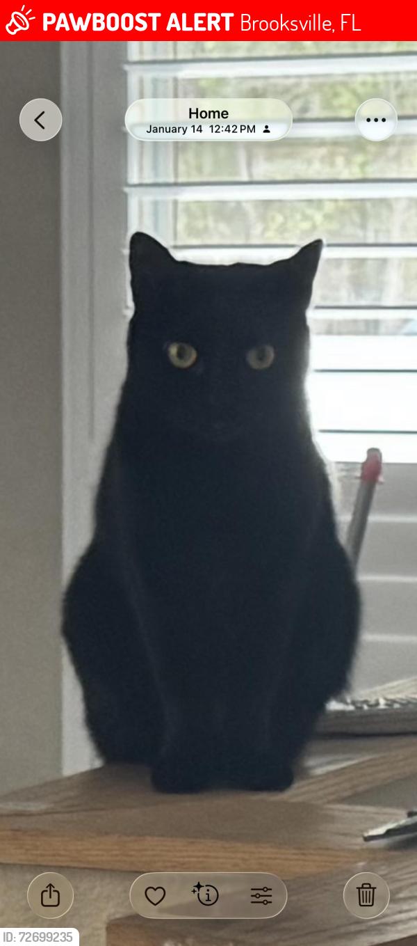 Lost Female Cat last seen  Pine Club Cir and Pine Warbler, Brooksville, FL 34614