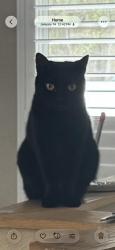 Lost Female Cat last seen  Pine Club Cir and Pine Warbler, Brooksville, FL 34614