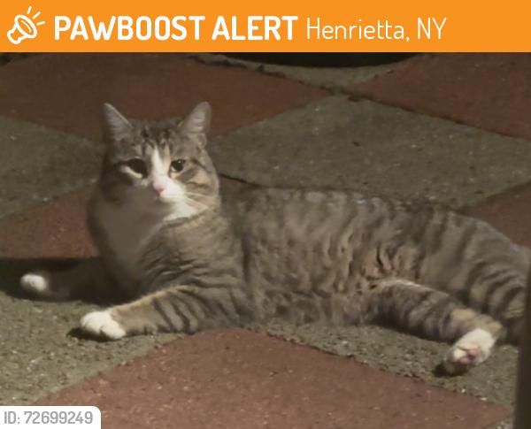 Found/Stray Unknown Cat last seen Beaconsfield Road / Chiltern Road, Henrietta, NY 14623