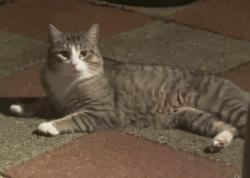 Found/Stray Unknown Cat last seen Beaconsfield Road / Chiltern Road, Henrietta, NY 14623