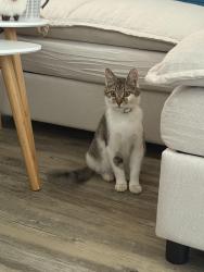 Found/Stray Unknown Cat last seen Hoskins mill ln, Charlotte, NC 28208