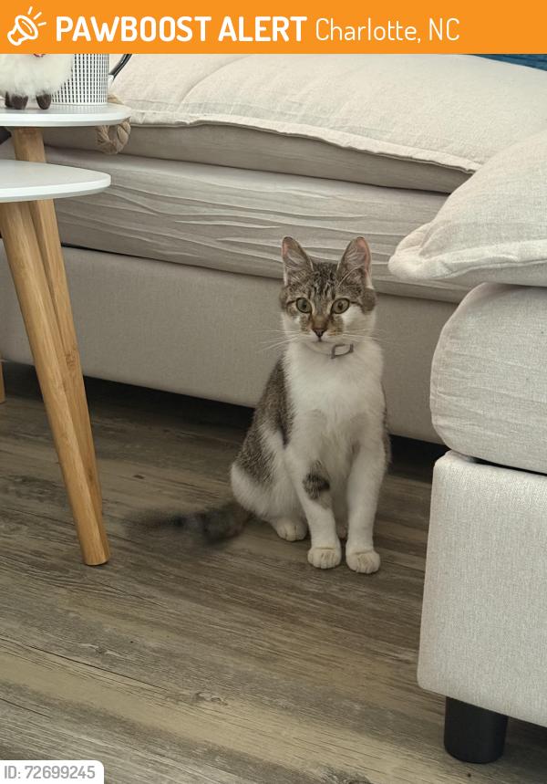 Found/Stray Unknown Cat last seen Hoskins mill ln, Charlotte, NC 28208
