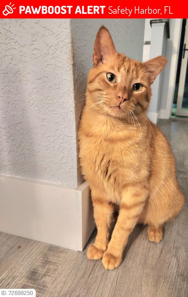 Lost Male Cat last seen Philippe Parkway, Safety Harbor, FL 34695
