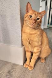 Lost Male Cat last seen Philippe Parkway, Safety Harbor, FL 34695