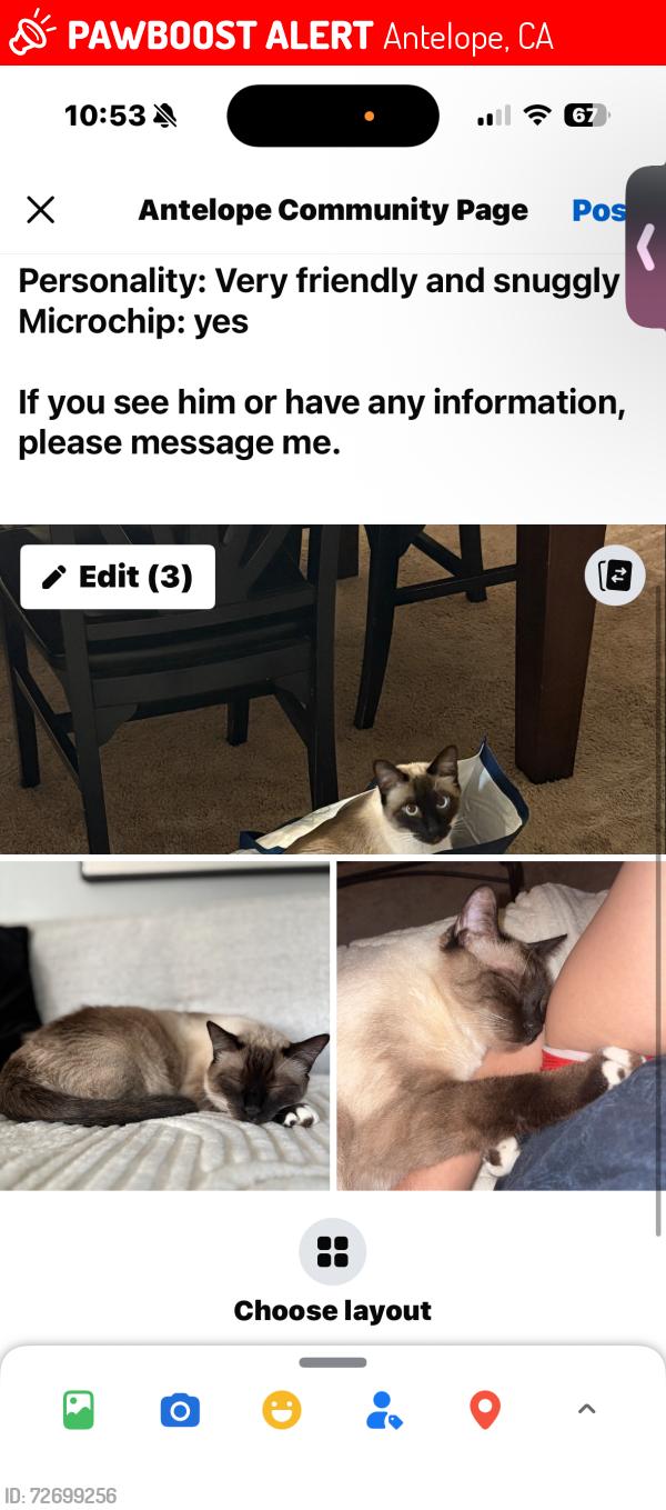 Lost Male Cat last seen North loop and walerga, Antelope, CA 95843
