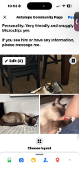 Lost Male Cat last seen North loop and walerga, Antelope, CA 95843
