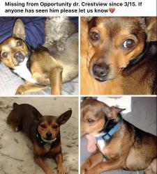 Lost Male Dog last seen Opportunity dr near shoffner , Crestview, FL 32539