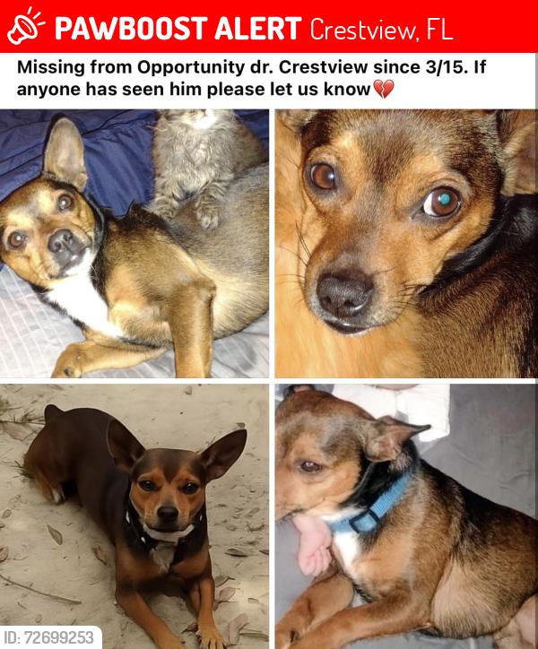 Lost Male Dog last seen Opportunity dr near shoffner , Crestview, FL 32539