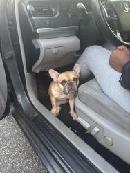 Lost Female Dog last seen Sheetz, High Point, NC 27265
