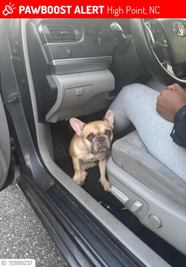 Lost Female Dog last seen Sheetz, High Point, NC 27265