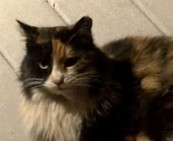 Found/Stray Female Cat last seen Tram, Albuquerque, NM 87122