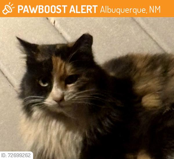 Found/Stray Female Cat last seen Tram, Albuquerque, NM 87122