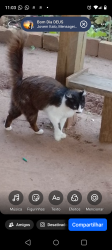 Lost Male Cat last seen Adão Mário de Oliveira Dornelles , Bela Vista, RS 