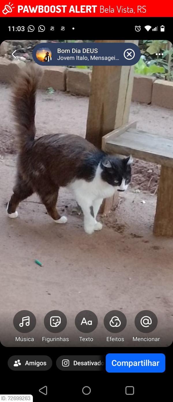 Lost Male Cat last seen Adão Mário de Oliveira Dornelles , Bela Vista, RS 