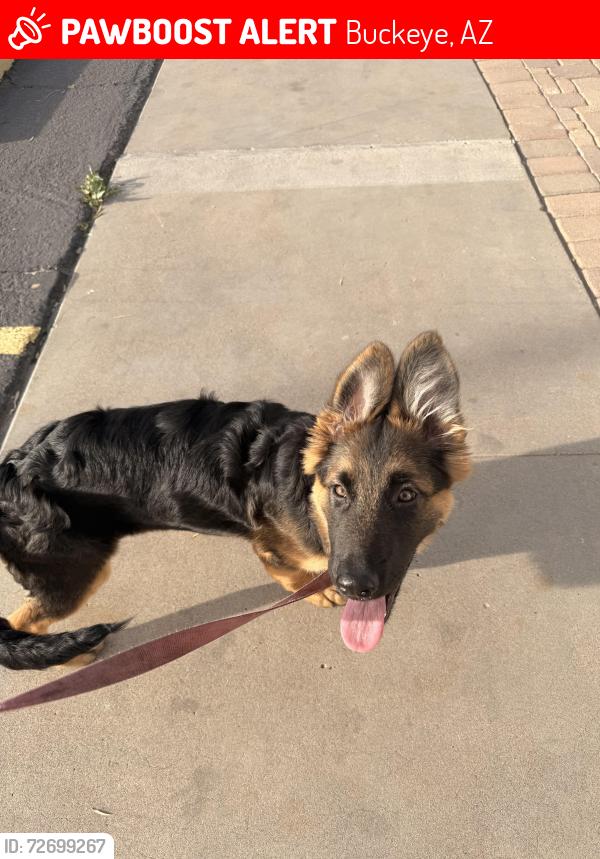 Lost Female Dog last seen Unknown, Buckeye, AZ 85236