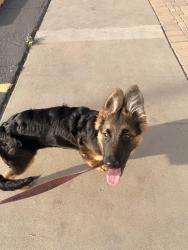 Lost Female Dog last seen Unknown, Buckeye, AZ 85236