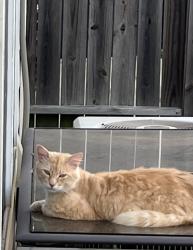 Found/Stray Male Cat last seen Crystal Isle Dr., inson, Tx, Dickinson, TX 77539