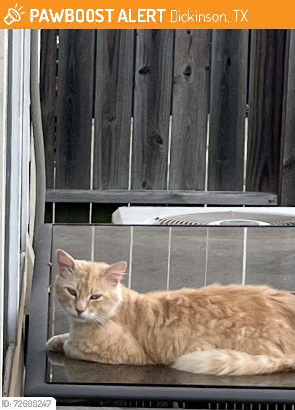 Found/Stray Male Cat last seen Crystal Isle Dr., inson, Tx, Dickinson, TX 77539