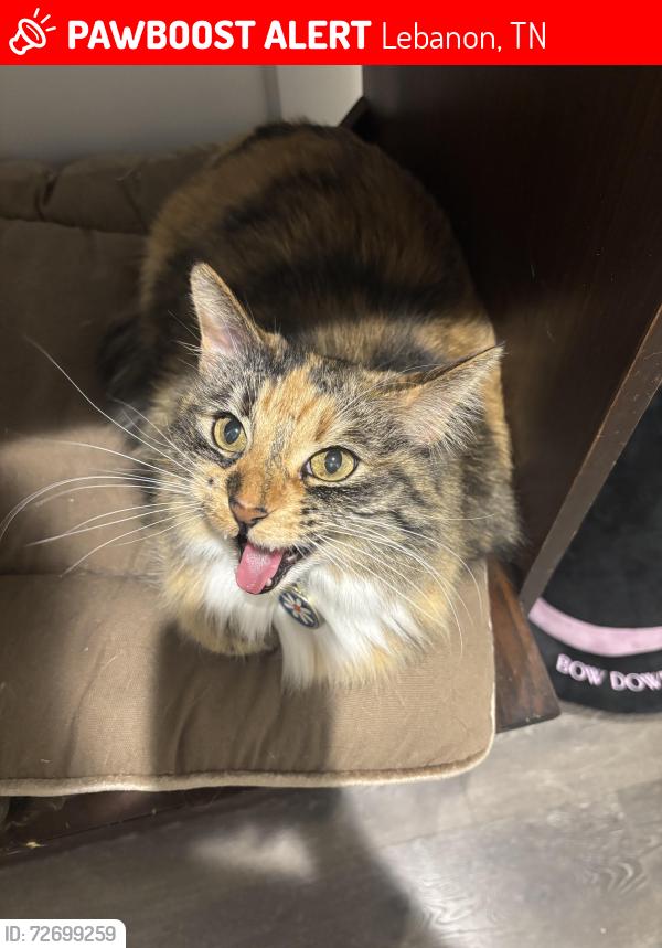 Lost Female Cat last seen Carver Lane, Lebanon, TN 37087